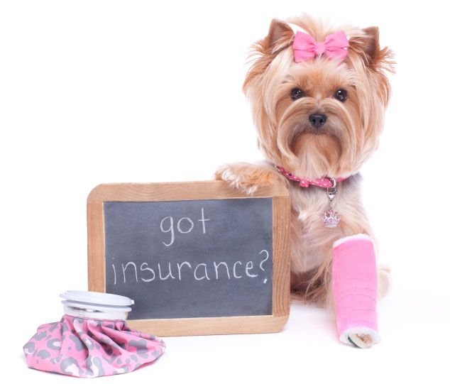 How Pet Insurance Impacts Access to Specialized Care